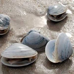 Moluscos