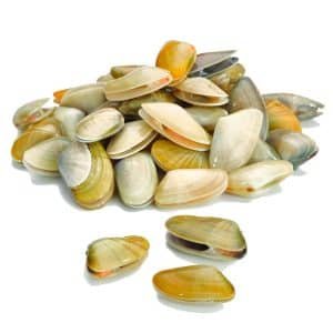 Coquina