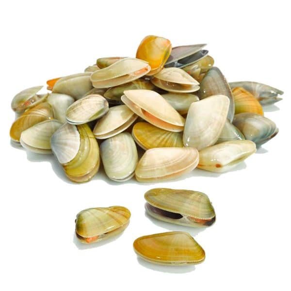 Coquina