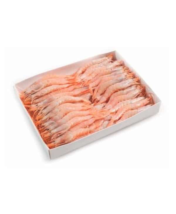 Gamba Blanca Mediana