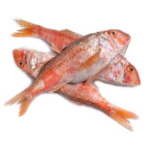 Salmonete de Roca